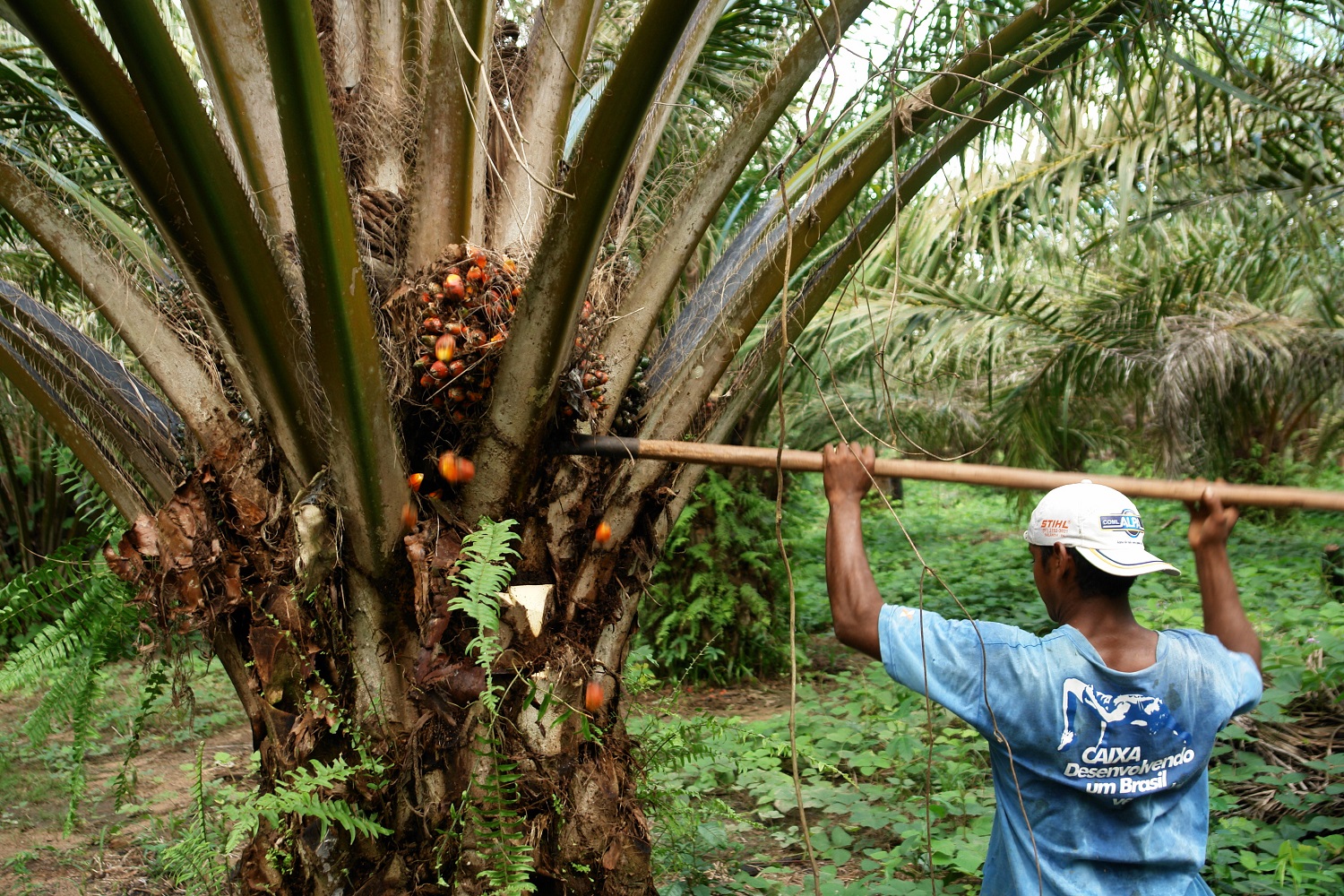 Repórter Brasil | BrazilFoundation